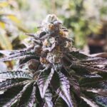 Cookies Purple Punch | 3+2 Semillas de Regalo | Fem | Medical Seeds