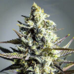 Critical Kush | Fem | 1 semilla | Royal Queen