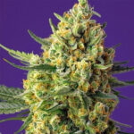 Crystal Candy XL | Auto | 3+1 semillas | Sweet Seeds