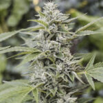 Gorilla Candy | Fem | 3+1 semillas | Eva Seeds