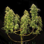 Hulkberry | Fem | 3 semilla | Royal Queen