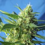 Ice Cool | Auto | 3+1 semillas | Sweet Seeds | MERMA