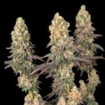 Mack & Crack | Fem | 3+2 semillas | Seed Stockers