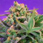 Sweet Cheese | Fast Version | 3+1 semillas | Sweet Seeds