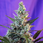 Sweet Skunk | Fast Version | 3+1 semillas | Sweet Seeds