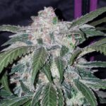 Tangie Matic | Auto | 3 semillas | FastBuds