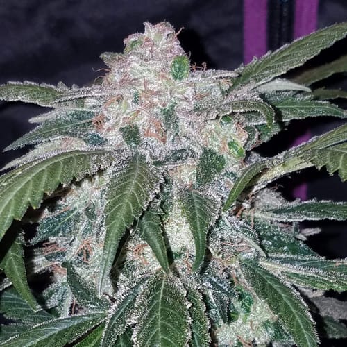 tangiematicauto5311.jpg Tangie Matic | Auto | 3 semillas | FastBuds - Imagen 1