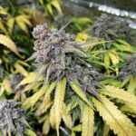 Amnesia x Purple Punch | Fem | 3 semillas | Strain Machine