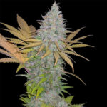 Monster Yeti XL | Auto | 3+1 semillas | Strain Machine