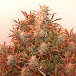 Banana Beach | Auto | 3+1 semillas | Strain Machine