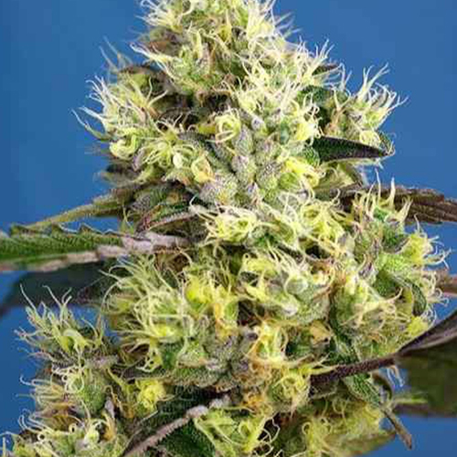 banana-beach-fem Banana Beach | Fem | 3+1 semillas | Strain Machine - Imagen 1