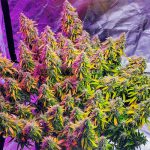 Gelato Glue | Fem | 3 semillas | Strain Machine