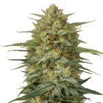 Monster Yeti | Fem | 3+1 semillas | Strain Machine