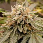 Tropicanna Lemon | Fem | 3+1 semillas | Strain Machine